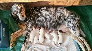 Check spelling or type a new query. Hickory Hollow Llewellin Setters Llewellin Setter Puppies