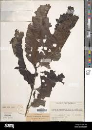 Image result for Oxyanthus speciosus