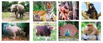 10 ragam hias flora beserta dengan penjelasannya satu jam. Hewan Asiatis Ciri Ciri Terlengkap Beserta Penjelasannya