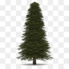Norway Spruce Png Norway Spruce Tree Norway Spruce Flower Norway Spruce Growth Rate Weeping Norway Spruce Norway Spruce Needles Columnar Norway Spruce Norway Spruce Cones Norway Spruce Leaf Dwarf Norway Spruce Norway Spruce Bonsai Norway Spruce Picea