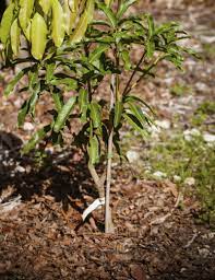 This is the time when the buds blossom on the understock tree. Grafting Fruit Trees Step By Step Lovetoknow