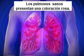 This is fairly simple, although there are a couple of little tricks in most english speaking countries you'd probably start talking about the night/evening around 6pm. Body Organs In Spanish Study Com
