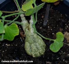 Image result for Kedrostis leloja