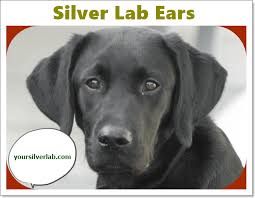 We did not find results for: Silver Lab Puppies For Sale In Alabama Under 500 Might Be Difficult However We Have Researched So Silver Lab Puppies Lab Puppies Silver Lab Puppies For Sale