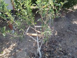 Never miss a new video! Xtremehorticulture Of The Desert Use Limb Spreaders On Fruit Trees Now To Increase Production