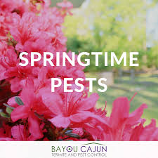 Bayou cajun pest's termite services methods focus on prevention and extermination. Bayou Cajun Pest Bayoucajunpest Twitter