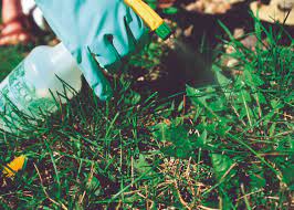 How can i finally get rid of fleas? How To Get Rid Of Fleas In The Yard Spadone Home