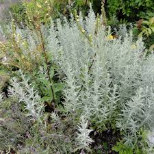 Grown for its attractive silvery foliage, artemisia 'silver king' is a rapid, stoloniferous spreader. Artemisia Ludoviciana