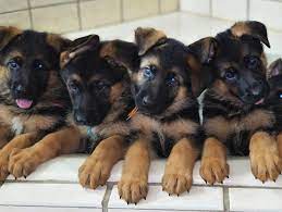 Alsatian puppies near me