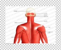 Labeled anatomy chart of neck and shoulder muscles on, 3d rendering white background. Muscle Posterior Triangle Of The Neck Head And Neck Anatomy Human 1294408 Png Images Pngio
