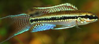 Checkerboard Cichlid Dicrossus Filamentosus
