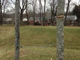 Be the first to review. Free The Trees Why It S Important To Remove Tree Stakes My Green Montgomery My Green Montgomery