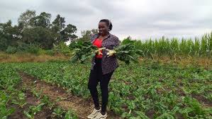 Image result for Xysmalobium holubii