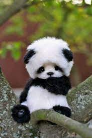 Top 10 cutest animals on the follower. Top 10 Images Of Cute Animals Video Cute Animals Images Cute Animals Baby Animals