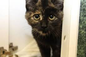 Yes, having your pet fixed prevents unwanted litters. Low Cost Spay And Neuter Program Now Available In Annapolis County Provincial News Saltwire