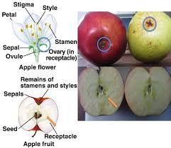 Pin On Botany Basics And Other Handy Horticulture