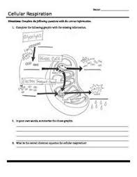 Photosynthesis And Cellular Respiration Worksheet Google Search Biology Worksheet Cellular Respiration Cellular Respiration Biology