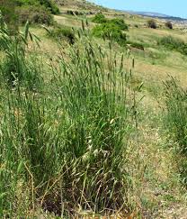 Image result for Danthoniopsis pruinosa