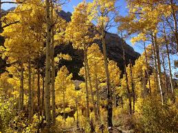 Narrow oval to pyramidal foliage: Populus Tremuloides Wikipedia