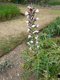 Image result for Acanthus mayaccanus
