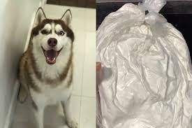 We spoke with our vet who can't explain why they look this way. Local Pet Crematorium Accused Of Fake Ashes Bites Back At Dog Owner Singapore News Asiaone