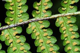 Image result for Hypselodelphys