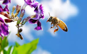 Honey bee flowers in glendale ca. Bee Removal Los Angeles Bee Relocation Beecasso Livbee Removal Inc