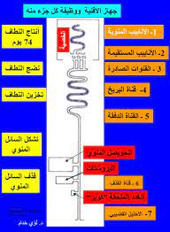 إن وظيفة المني أو السائل المنوي الأساسية هي التناسل عن طريق القذف والإخصاب وحدوث الحمل بواسطة العلاقة الحميمية بين الرجل والمرأة ولا يوجد ما يدعو إلى بلع الرجل منيه فلا فائدة تذكر من بلع المني، ويمكن بناء الجسم من خلال تناول المكملات. ÙÙˆØ§Ø¦Ø¯ Ø´Ø±Ø¨ Ø§Ù„Ø±Ø¬Ù„ Ù…Ù†ÙŠÙ‡ Cooknays Com