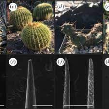 Stabilizing selection is the process by which the intermediate form of a trait in an organism is selected and given preference over the extreme forms of that stabilizing selection is the only type of natural selection that does not result in an adaptive change and/or evolution. Pdf The Influence Of Cactus Spine Surface Structure On Puncture Performance And Anchoring Ability Is Tuned For Ecology