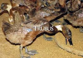 Demikian beberapa gambar itik/ bebek di blog ini. Daun Singkong Pakan Itik Majalah Pertanian