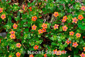 Image result for Lysimachia arvensis