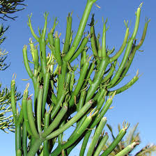 Image result for Euphorbia tirucalli