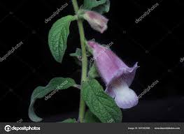 Image result for Sesamum radiatum