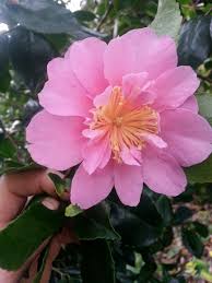 Sasanqua Rosea Plena