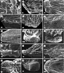 Image result for Gyrodoma hispida