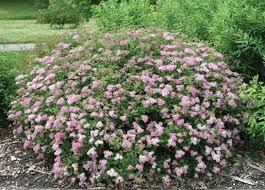Image result for Spiraea japonica ´Little Princess