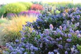 Foglie sempreverdi color argento lanuginose, si allarga velocemente. Come Coltivare Il Ceanothus Anche Detto Lilla Della California