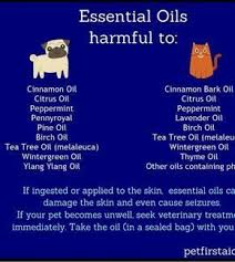 Atherische Ole Giftig Fur Hunde Essential Oils Dogs Essential Oils For Colds Essential Oils For Migraines