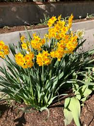 Maybe you would like to learn more about one of these? Jimmy Turner A Twitter Narcissus Tazetta Grand Soleil D Or One Of My Favorites For Fragrance And Flowers Related To Paperwhites I Was Surprised To Find This Growing So Well In Salt Lake