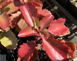 Image result for Kalanchoe crenata