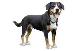 Browse thru our id verified puppy for sale listings to find your perfect puppy in your area. Entlebucher Mountain Dog Breed Information Pictures Characteristics Facts Dogtime
