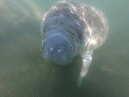 Just trying to move forward. Baby Manatee In Crystal River Bild Von Manati Tour Plus Schnorcheln Crystal River Tripadvisor