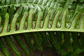 Image result for Pteris tripartita