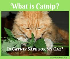Cats under the influence of catnip certainly give signs they are under the influence of a drug. What Is Catnip Is Catnip Safe For My Cat