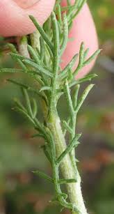 Image result for Ursinia montana