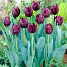 That's why, when you order flowers with us, it's super simple. Buy Garden Plants Online For The Garden From Gardening Express Choose From A Vast Selection Of Garden Plants From Perennials Shrubs Climbers Trees Grasses Ferns Bamboos Bulbs Fruit Hedging Mediterranean Plants Bedding