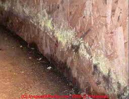As its name suggests, the yellow mold is a type of fungus with yellow shade. Yellow Mold Growth On Building Surfaces What Does Yellow Mold Contamination Look Like On Indoor Surfaces