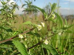 Image result for Lippia javanica