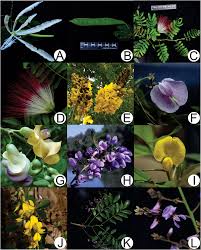 Image result for Crotalaria micans