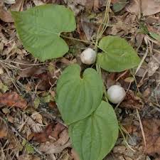 Image result for Solanum sp.no.2